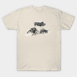 insects illustration, bee, spider and grasshopper T-Shirt